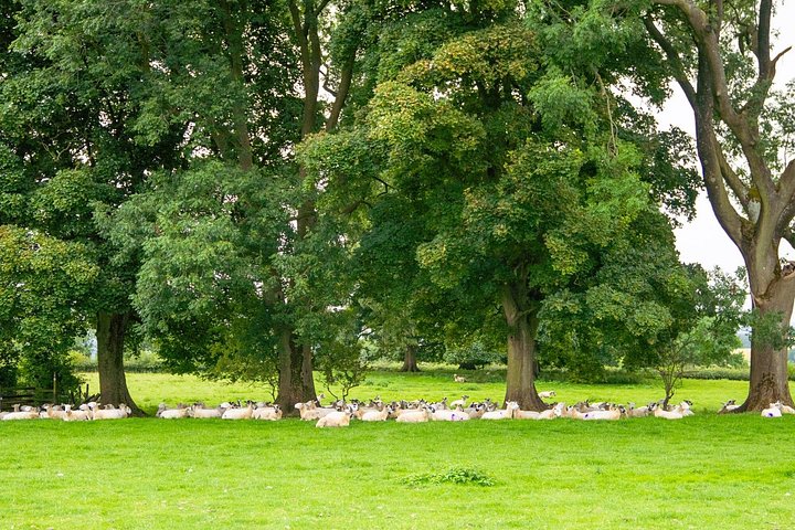 Eine malerische Tagestour durch die charmanten Dörfer und die Landschaft der Cotswolds, Foto 10 | wizardtrip