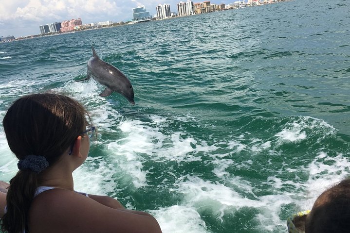 Dolphin watching tour on a tugboat in Clearwater Beach, Florida, photo 6 | wizardtrip