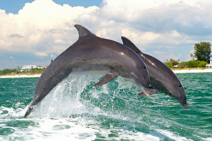 Dolphin watching tour on a tugboat in Clearwater Beach, Florida, photo 7 | wizardtrip