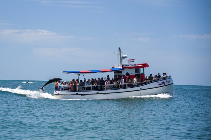 Dolphin watching tour on a tugboat in Clearwater Beach, Florida, photo 8 | wizardtrip