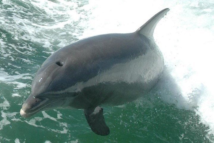 Dolphin watching tour on a tugboat in Clearwater Beach, Florida, photo 9 | wizardtrip