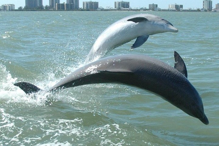 Dolphin watching tour on a tugboat in Clearwater Beach, Florida, photo 10 | wizardtrip
