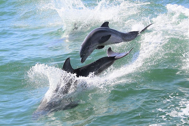 Dolphin watching tour on a tugboat in Clearwater Beach, Florida, photo 12 | wizardtrip