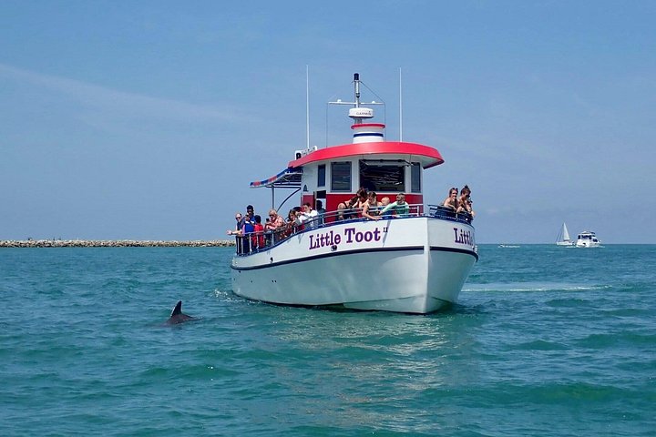 Dolphin watching tour on a tugboat in Clearwater Beach, Florida, photo 14 | wizardtrip