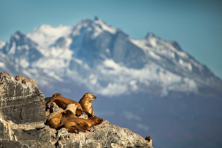 アルゼンチン、ウシュアイアでのビーグル海峡ボートツアー。野生動物と灯台の景色、写真8 | wizardtrip