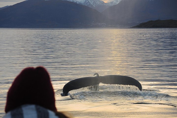 アルゼンチン、ウシュアイアでのビーグル海峡ボートツアー。野生動物と灯台の景色、写真12 | wizardtrip