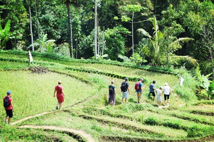 Tetebatu Wandeltocht - Rijstterrassen, Waterval & Apenbos | wizardtrip