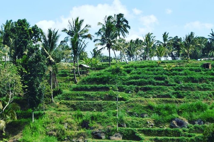 Utforska Tetebatus risterrasser, vattenfall och apaskog på en guidad vandringstur på Lombok, foto 6 | wizardtrip