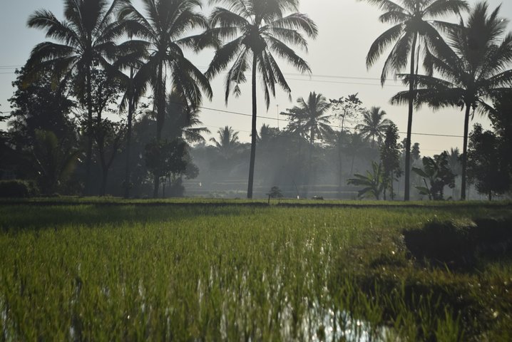 Utforska Tetebatus risterrasser, vattenfall och apaskog på en guidad vandringstur på Lombok, foto 17 | wizardtrip
