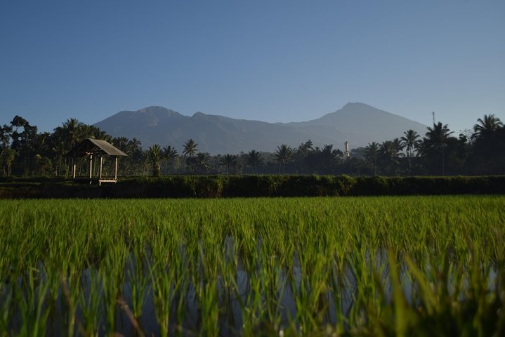 Utforska Tetebatus risterrasser, vattenfall och apaskog på en guidad vandringstur på Lombok, foto 18 | wizardtrip