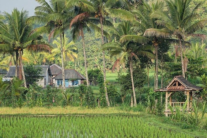 Utforska Tetebatus risterrasser, vattenfall och apaskog på en guidad vandringstur på Lombok, foto 20 | wizardtrip