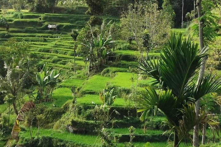 Utforska Tetebatus risterrasser, vattenfall och apaskog på en guidad vandringstur på Lombok, foto 21 | wizardtrip