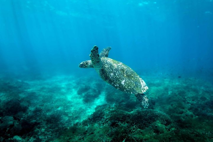 Dagtocht naar Nusa Penida vanaf Bali met snorkelen, mantaroggen, jacht en landtour, foto 10 | wizardtrip