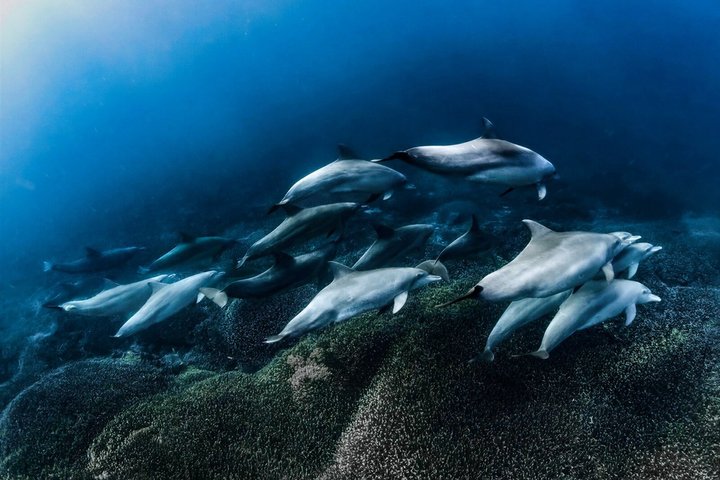 Dagtocht naar Nusa Penida vanaf Bali met snorkelen, mantaroggen, jacht en landtour, foto 11 | wizardtrip