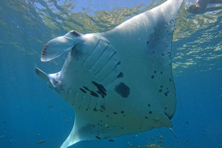 Dagtocht naar Nusa Penida vanaf Bali met snorkelen, mantaroggen, jacht en landtour, foto 12 | wizardtrip