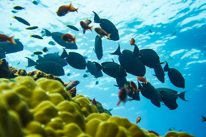 Dagtocht naar Nusa Penida vanaf Bali met snorkelen, mantaroggen, jacht en landtour, foto 27 | wizardtrip