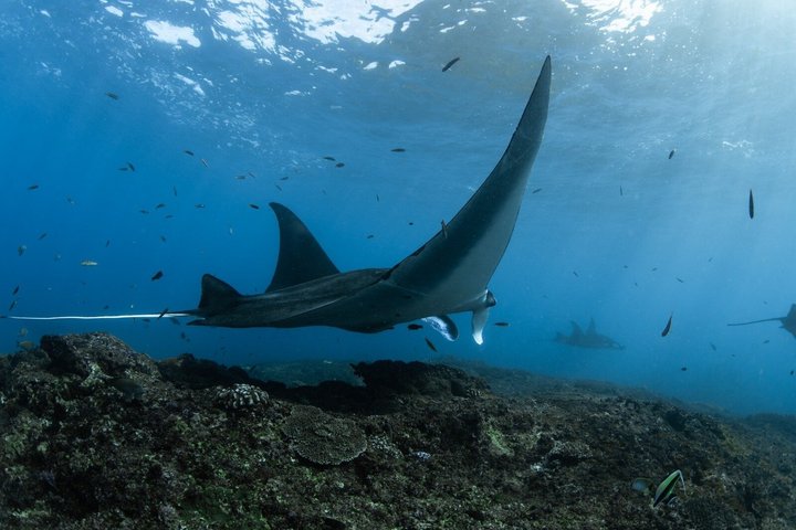 Dagtocht naar Nusa Penida vanaf Bali met snorkelen, mantaroggen, jacht en landtour, foto 37 | wizardtrip