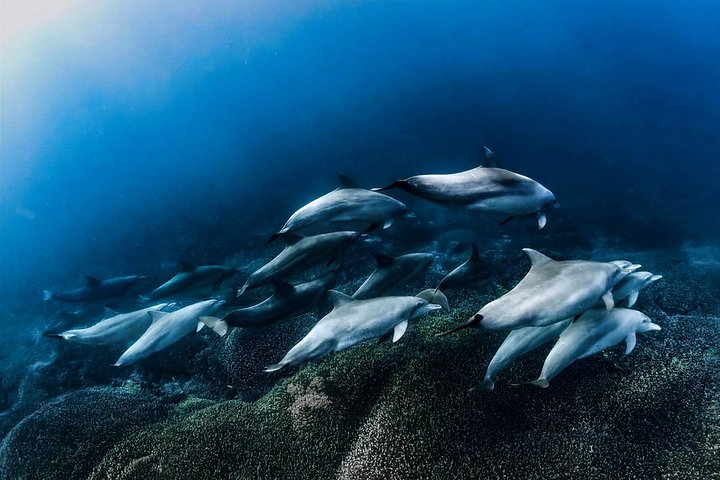 Privéjacht tour naar Nusa Penida voor snorkelen met manta's en genieten van mooie uitzichten, foto 20 | wizardtrip