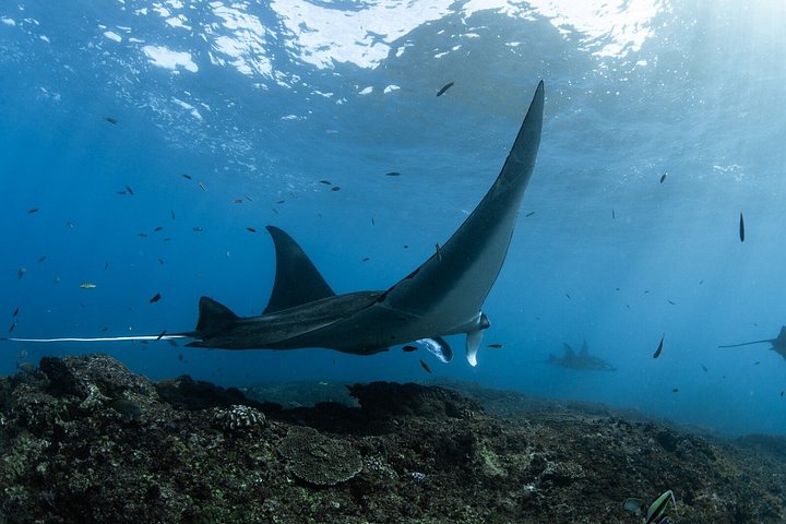 Privéjacht tour naar Nusa Penida voor snorkelen met manta's en genieten van mooie uitzichten, foto 29 | wizardtrip