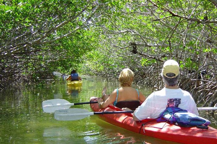Key West Mangrove Kajak Eco Tour | wizardtrip
