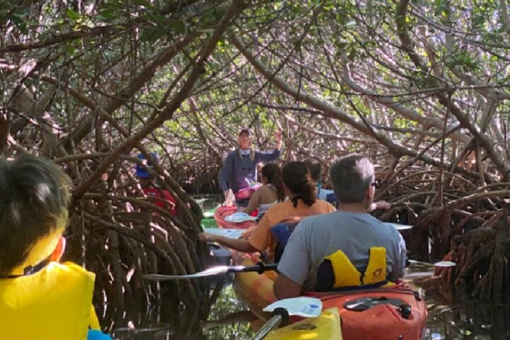 Eco-tour in kayak tra le mangrovie di Key West, osservando vita marina e uccelli, foto 6 | wizardtrip