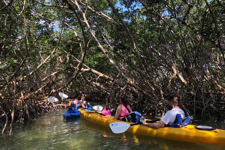 Eco-tour in kayak tra le mangrovie di Key West, osservando vita marina e uccelli, foto 7 | wizardtrip