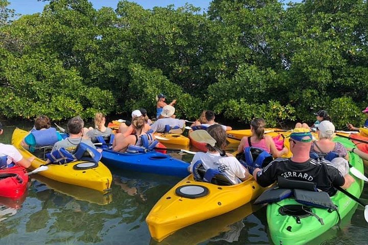 Eco-tour in kayak tra le mangrovie di Key West, osservando vita marina e uccelli, foto 8 | wizardtrip