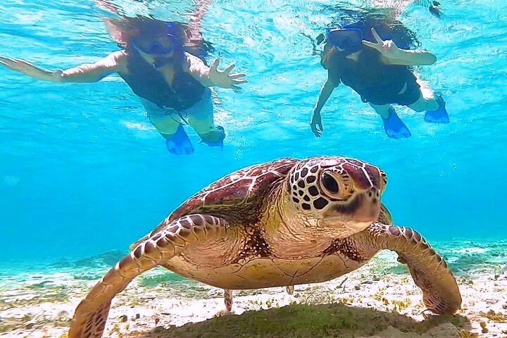 Okinawa Miyako : Snorkeling demi-journée avec tortues marines et photos offertes | wizardtrip