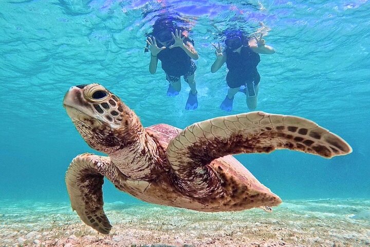 Schnorcheltour mit Meeresschildkröten in Miyakojima, Japan, mit Korallenriffen und tropischen Fischen, Foto 6 | wizardtrip