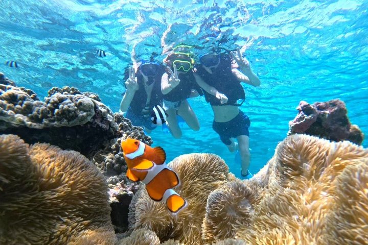 Schnorcheltour mit Meeresschildkröten in Miyakojima, Japan, mit Korallenriffen und tropischen Fischen, Foto 11 | wizardtrip