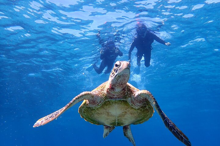 Schnorcheltour mit Meeresschildkröten in Miyakojima, Japan, mit Korallenriffen und tropischen Fischen, Foto 12 | wizardtrip
