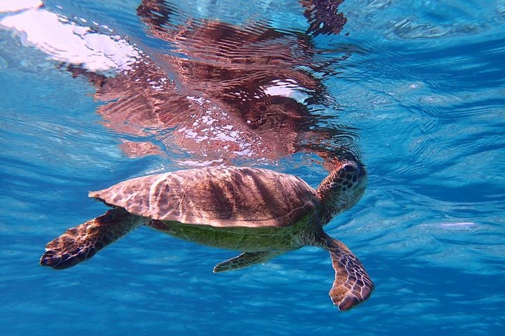Schnorcheltour mit Meeresschildkröten in Miyakojima, Japan, mit Korallenriffen und tropischen Fischen, Foto 14 | wizardtrip