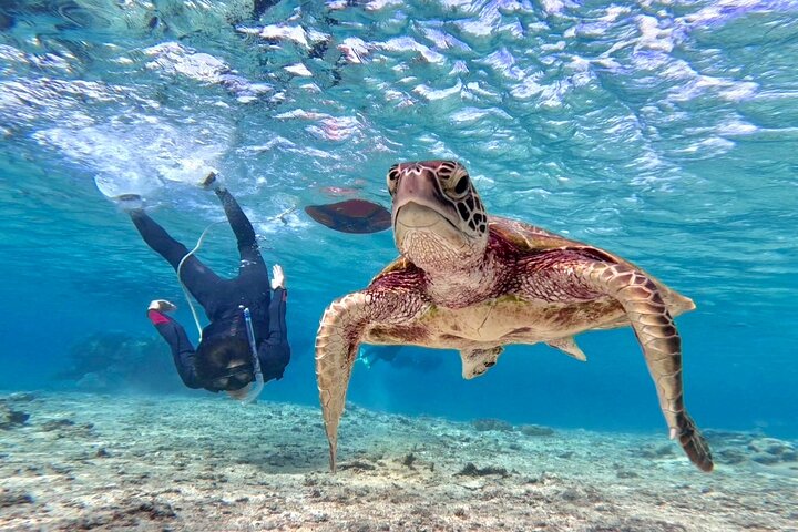 Schnorcheltour mit Meeresschildkröten in Miyakojima, Japan, mit Korallenriffen und tropischen Fischen, Foto 15 | wizardtrip