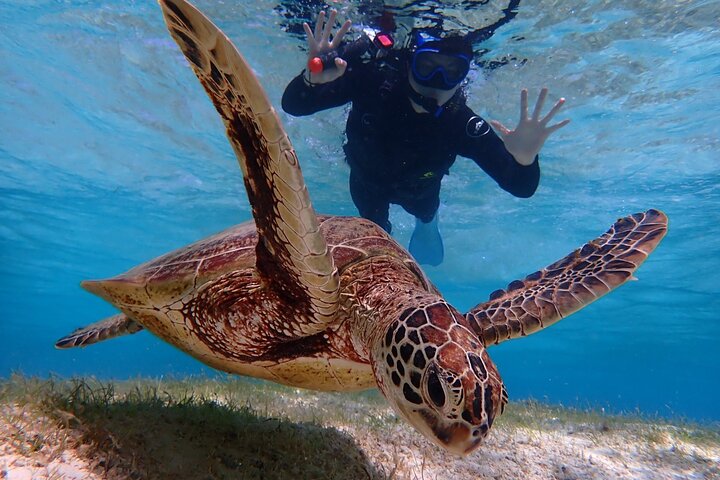 Schnorcheltour mit Meeresschildkröten in Miyakojima, Japan, mit Korallenriffen und tropischen Fischen, Foto 17 | wizardtrip