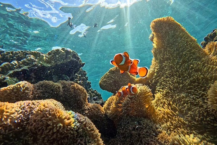 Schnorcheltour mit Meeresschildkröten in Miyakojima, Japan, mit Korallenriffen und tropischen Fischen, Foto 19 | wizardtrip