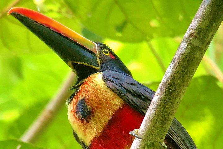 Tour del Parque Manuel Antonio: Fauna y Playas | wizardtrip