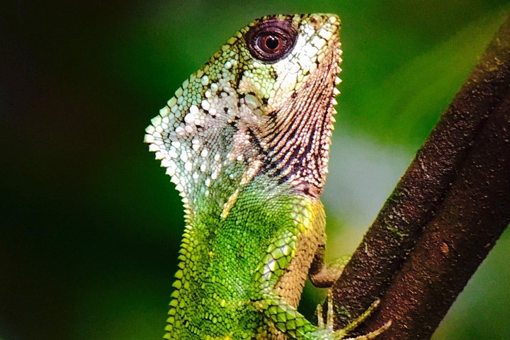 Guidet tur i Manuel Antonio nasjonalpark i Costa Rica, med dyreliv og strender, foto 6 | wizardtrip