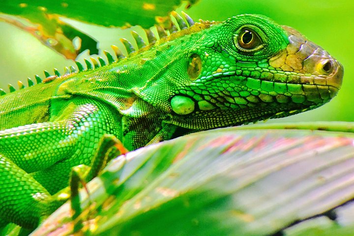 Guidet tur i Manuel Antonio nasjonalpark i Costa Rica, med dyreliv og strender, foto 7 | wizardtrip