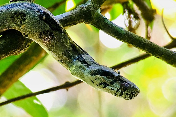 Guidet tur i Manuel Antonio nasjonalpark i Costa Rica, med dyreliv og strender, foto 8 | wizardtrip
