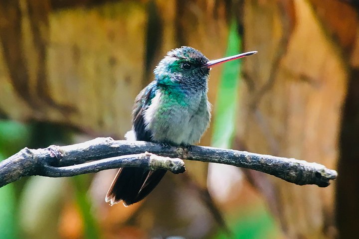 Guidet tur i Manuel Antonio nasjonalpark i Costa Rica, med dyreliv og strender, foto 10 | wizardtrip