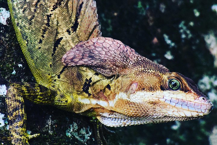 Guidet tur i Manuel Antonio nasjonalpark i Costa Rica, med dyreliv og strender, foto 11 | wizardtrip