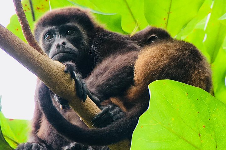 Guidet tur i Manuel Antonio nasjonalpark i Costa Rica, med dyreliv og strender, foto 12 | wizardtrip
