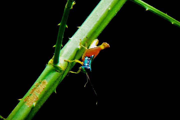 Guidet tur i Manuel Antonio nasjonalpark i Costa Rica, med dyreliv og strender, foto 13 | wizardtrip