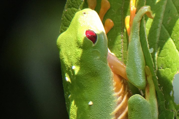 Guidet tur i Manuel Antonio nasjonalpark i Costa Rica, med dyreliv og strender, foto 14 | wizardtrip