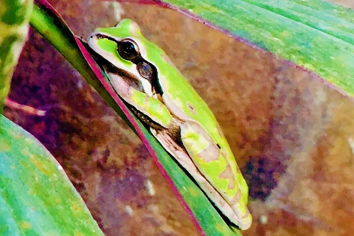 Guidet tur i Manuel Antonio nasjonalpark i Costa Rica, med dyreliv og strender, foto 15 | wizardtrip