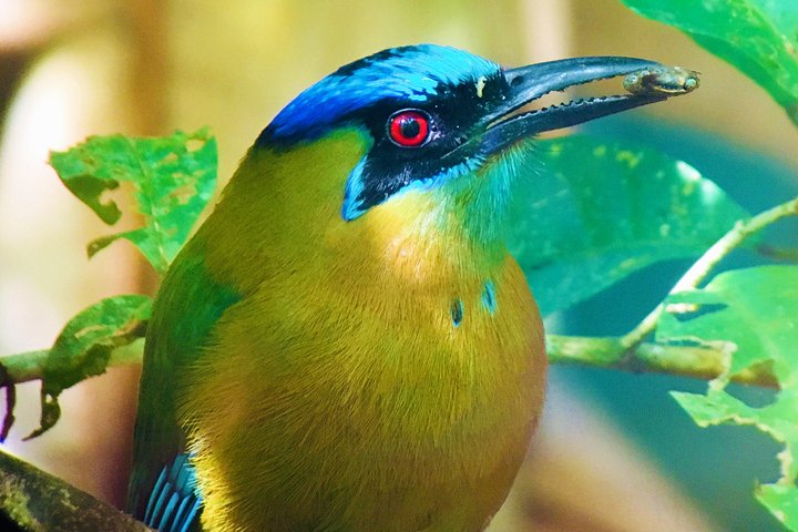 Guidet tur i Manuel Antonio nasjonalpark i Costa Rica, med dyreliv og strender, foto 16 | wizardtrip