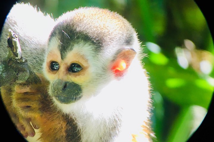Guidet tur i Manuel Antonio nasjonalpark i Costa Rica, med dyreliv og strender, foto 17 | wizardtrip