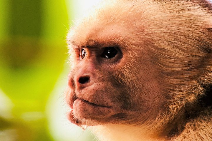 Guidet tur i Manuel Antonio nasjonalpark i Costa Rica, med dyreliv og strender, foto 18 | wizardtrip