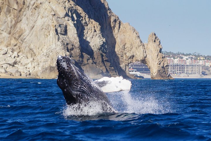 Tour di Avvistamento Balene Megattere a Cabo San Lucas | wizardtrip
