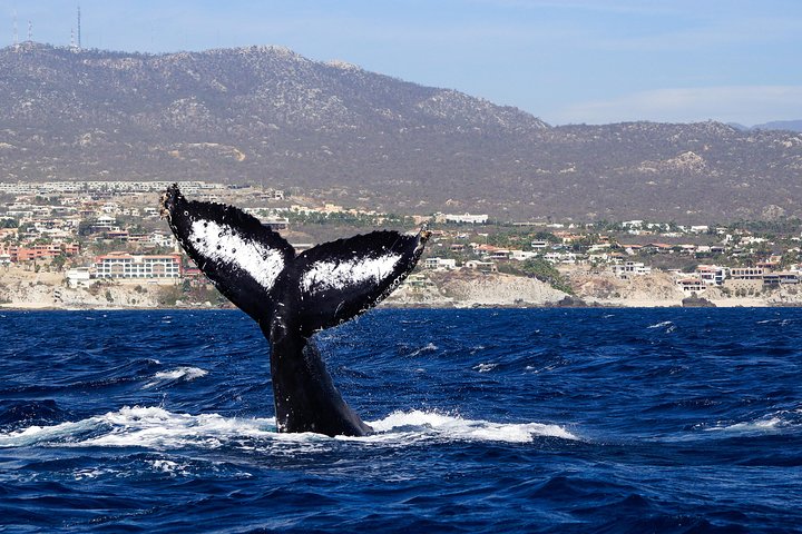 Lærerig pukkelhvalkigningstur i Cabo San Lucas med en marinbiolog, foto 6 | wizardtrip